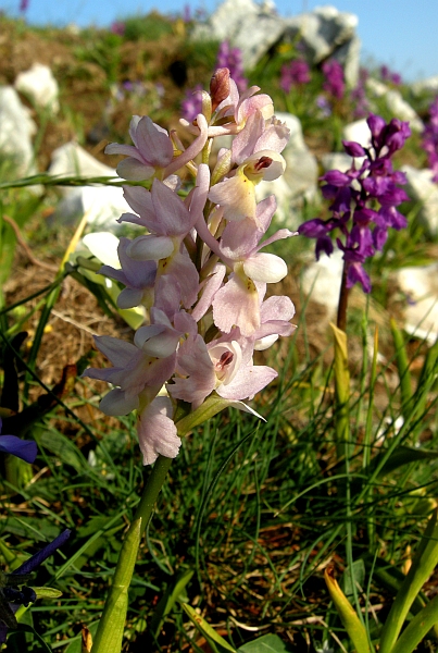 Orchis colemanii - variazioni cromatiche